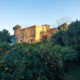 ...che si erge tra le decine e decine di alberi di mandarini e arance del suo giardino, creando un coloratissimo colpo d�occhio